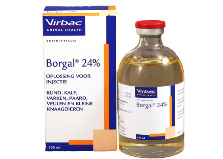 borgal_24_1