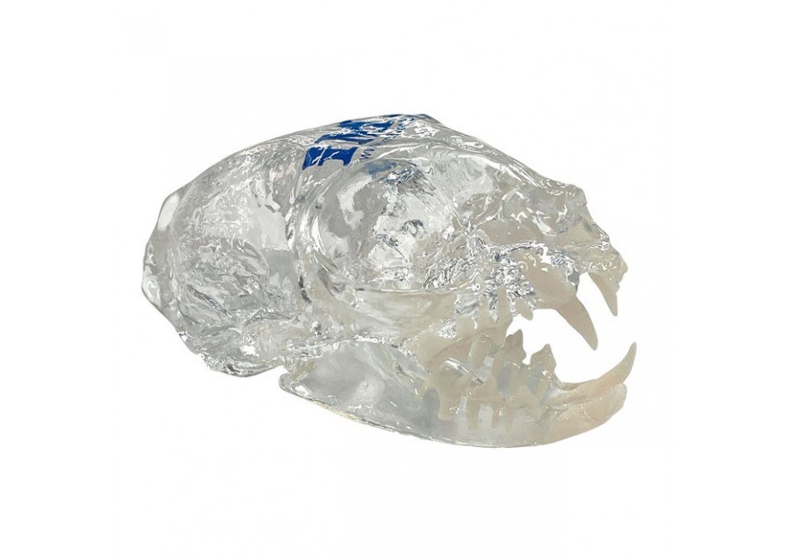 S1050_0--side-Clear-Feline-Skull-Model---NEW__04169