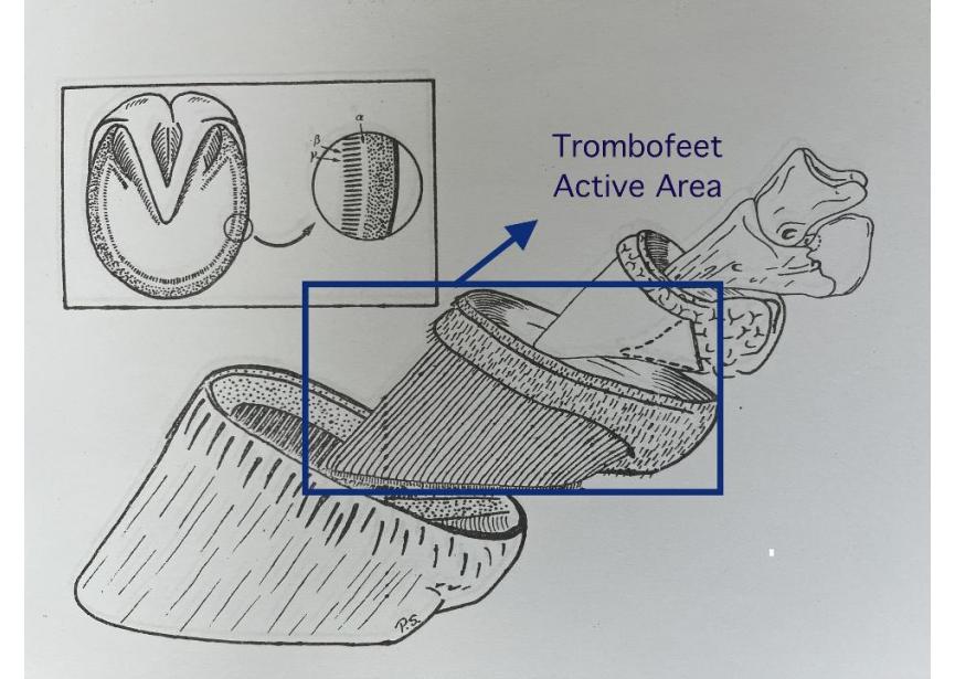 Active area trombofeet drawing 3