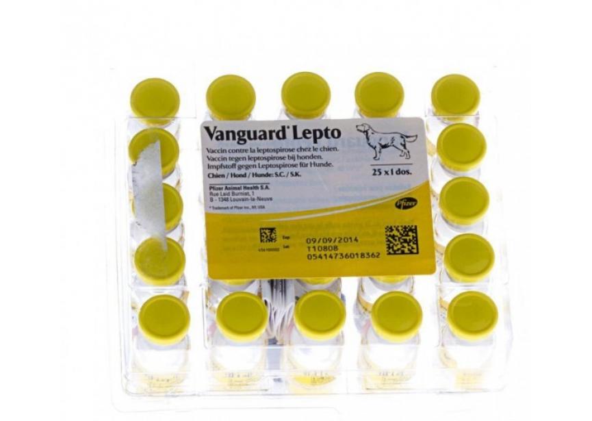 VANGUARD LEPTO 25 D