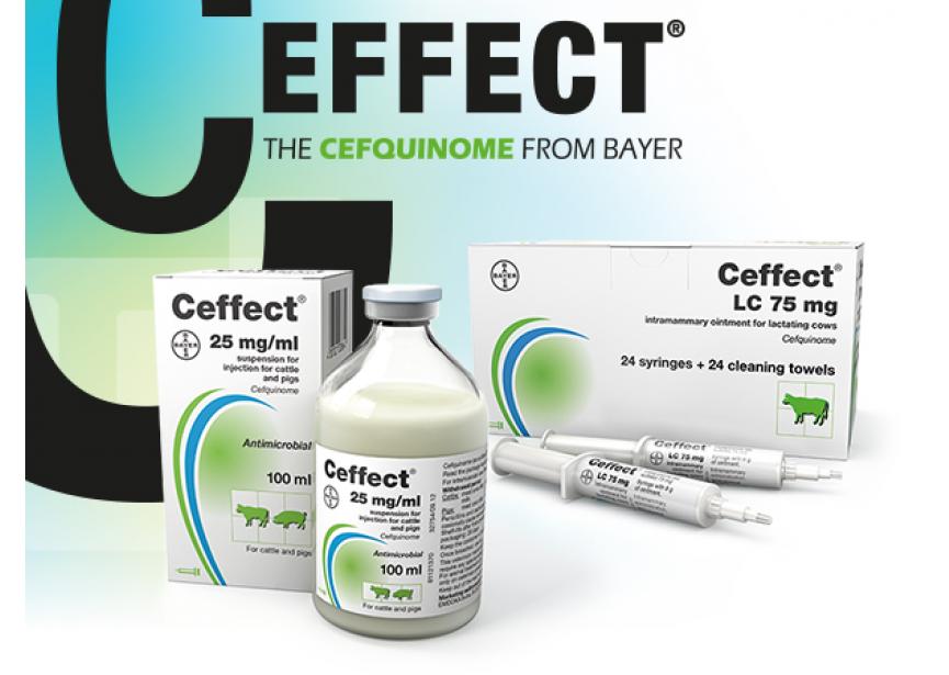 CEFFECT 25MG ML 100 ML