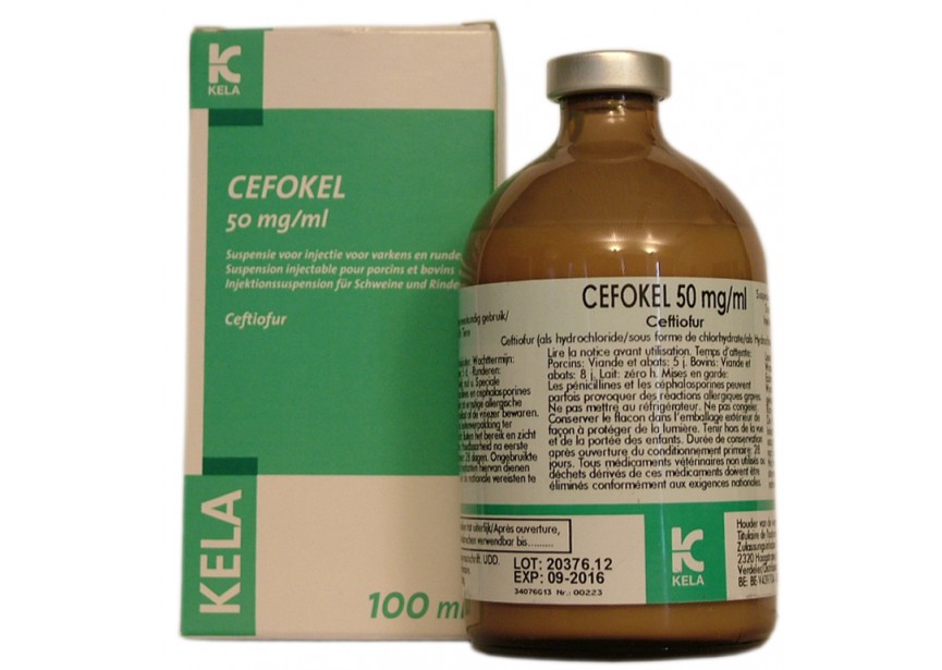 CEFOKEL 50MG ML 100 ML